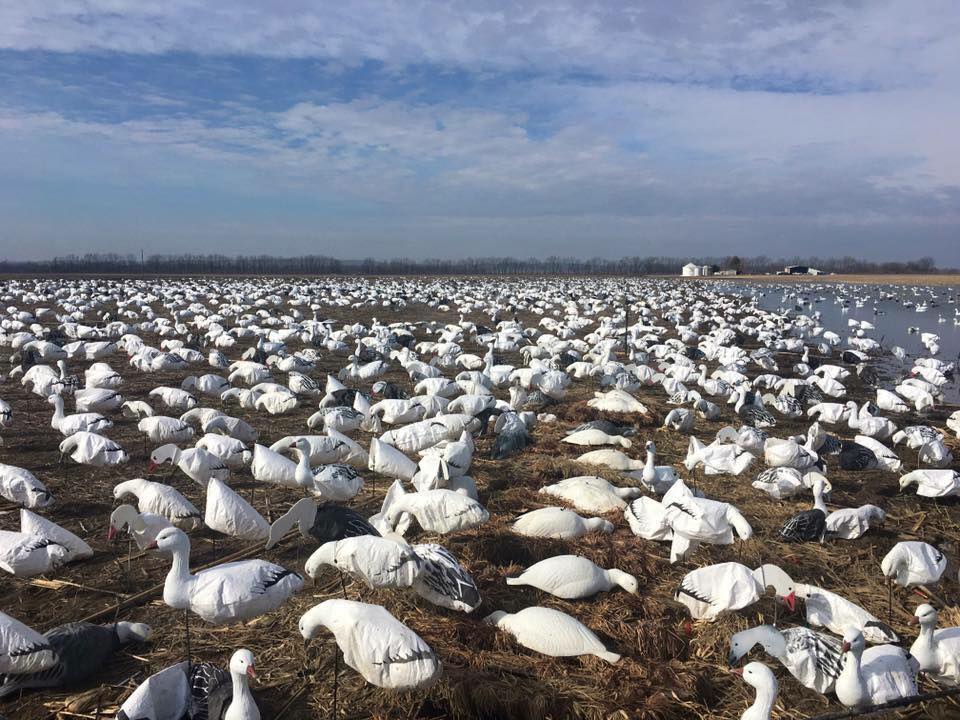 Thousands of decoys Hunters gear up for spring snow geese WSILTV 3