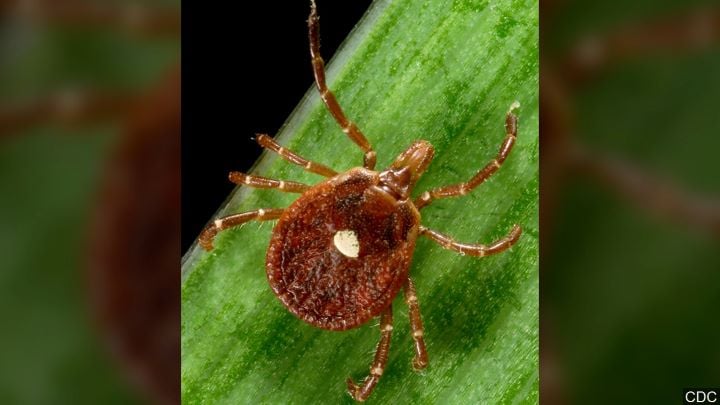 Ticks in Illinois found to have Heartland virus - WSIL TV thumbnail